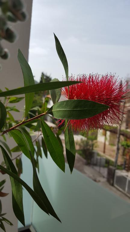 Guesthouse Laterna Herceg Novi Kültér fotó